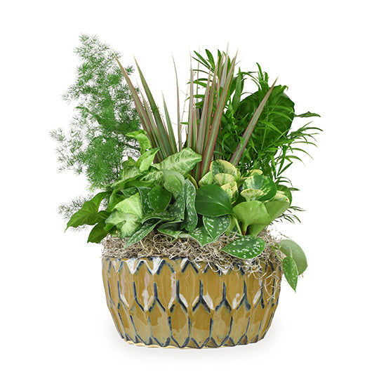 Potted plant with green leaves in a textured pot on a white background