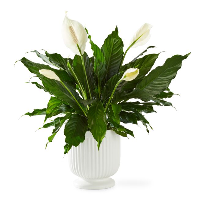 Peace lily plant featuring glossy green leaves and white spathe blooms, displayed in a classic white ceramic planter against a clean white background.