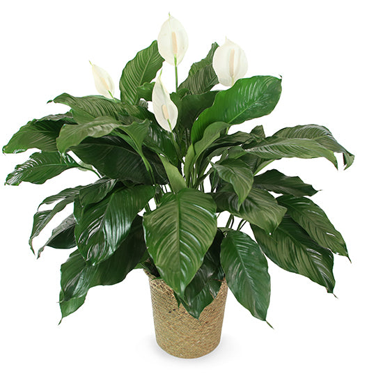 A 10-inch (diameter) peace lily plant with lush green leaves and white blooms, placed in a brown basket.