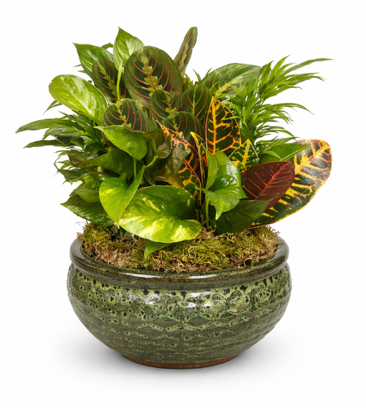 10" Dish Garden w/ceramic planter