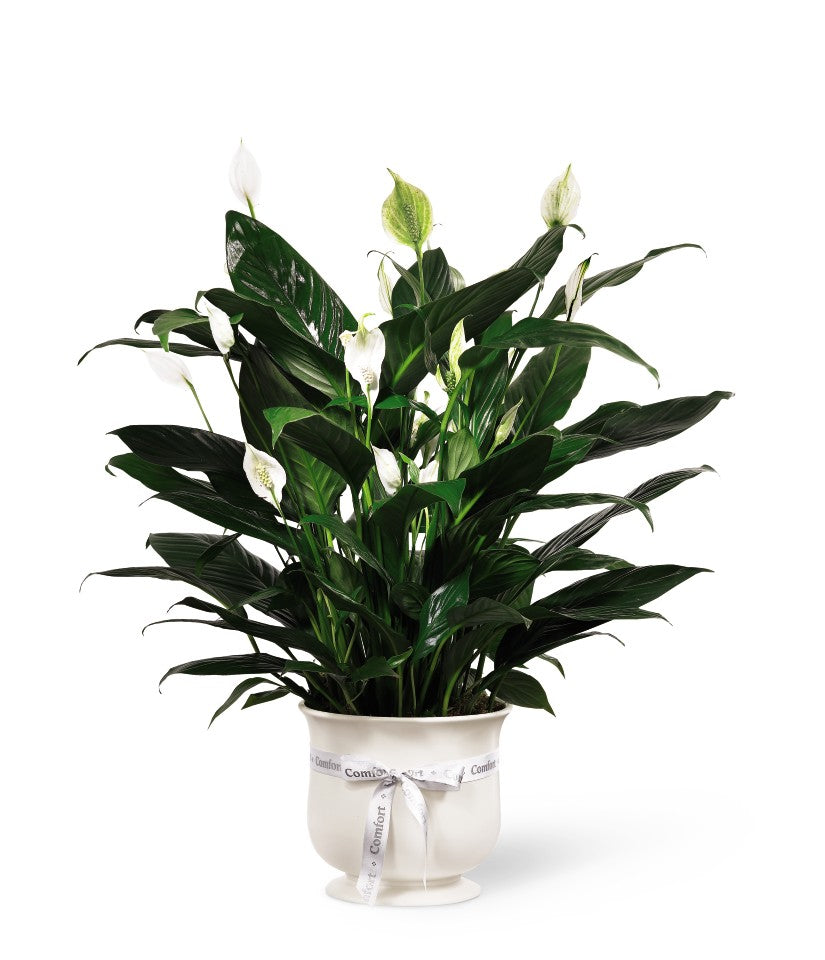 6&quot; Peace Lily w/ceramic planter