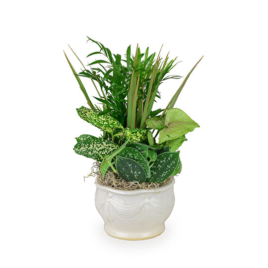 Potted plant with various green leaves in a white pot on a white background