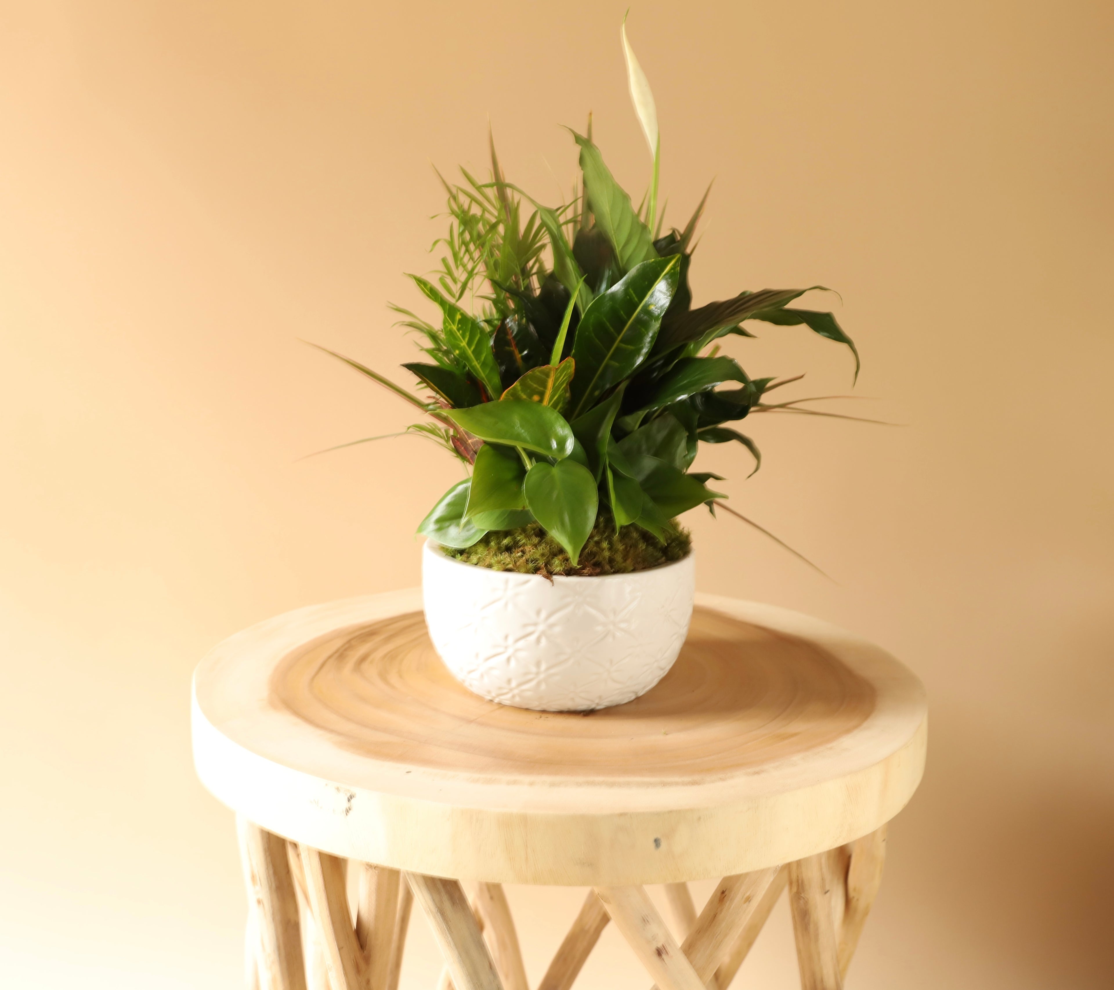 6&quot; Dish Garden w/ceramic planter