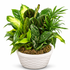 Potted plant with various green leaves in a white pot on a white background