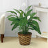 An 8-inch peace lily plant with lush green leaves and white spathe flowers, placed in a brown wicker basket.