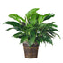 An 8-inch peace lily plant with lush green leaves and white spathe flowers, placed in a brown wicker basket.
