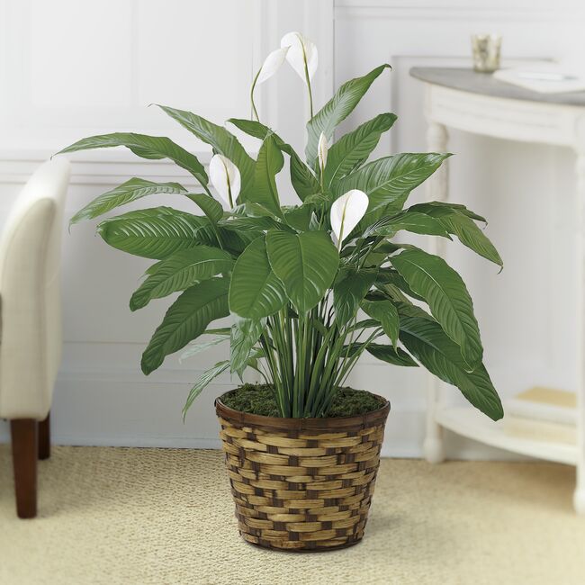 8&quot; Peace Lily w/basket