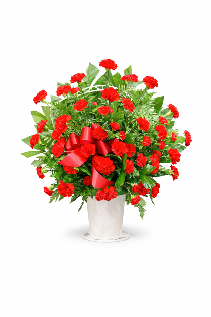 Bouquet of red carnation flowers with green leaves in a white plastic basket on a white background